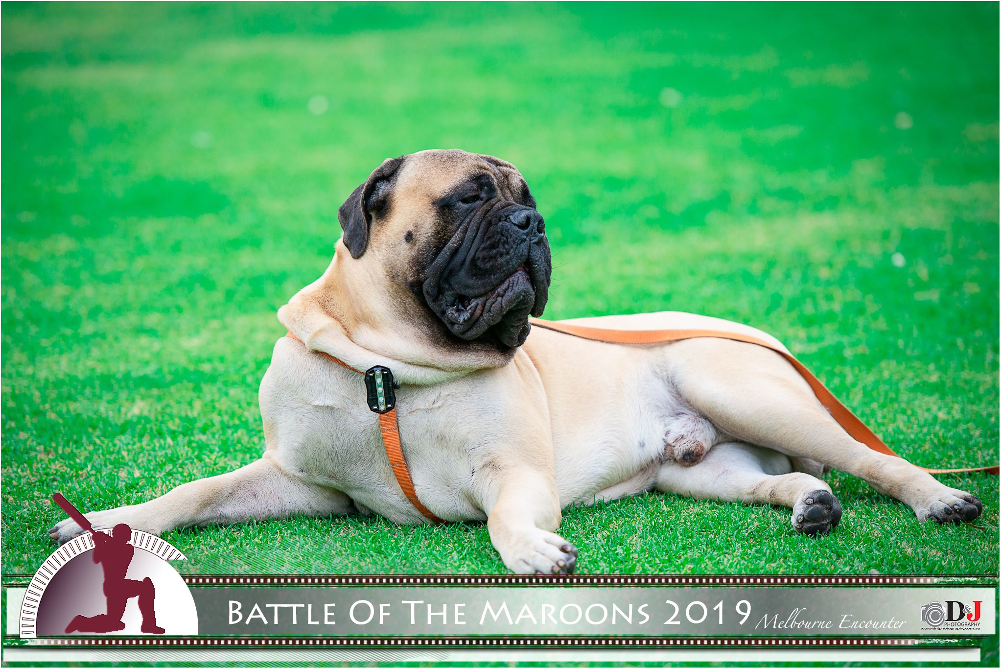 Battle of the Maroons Melbourne 2019 Photo