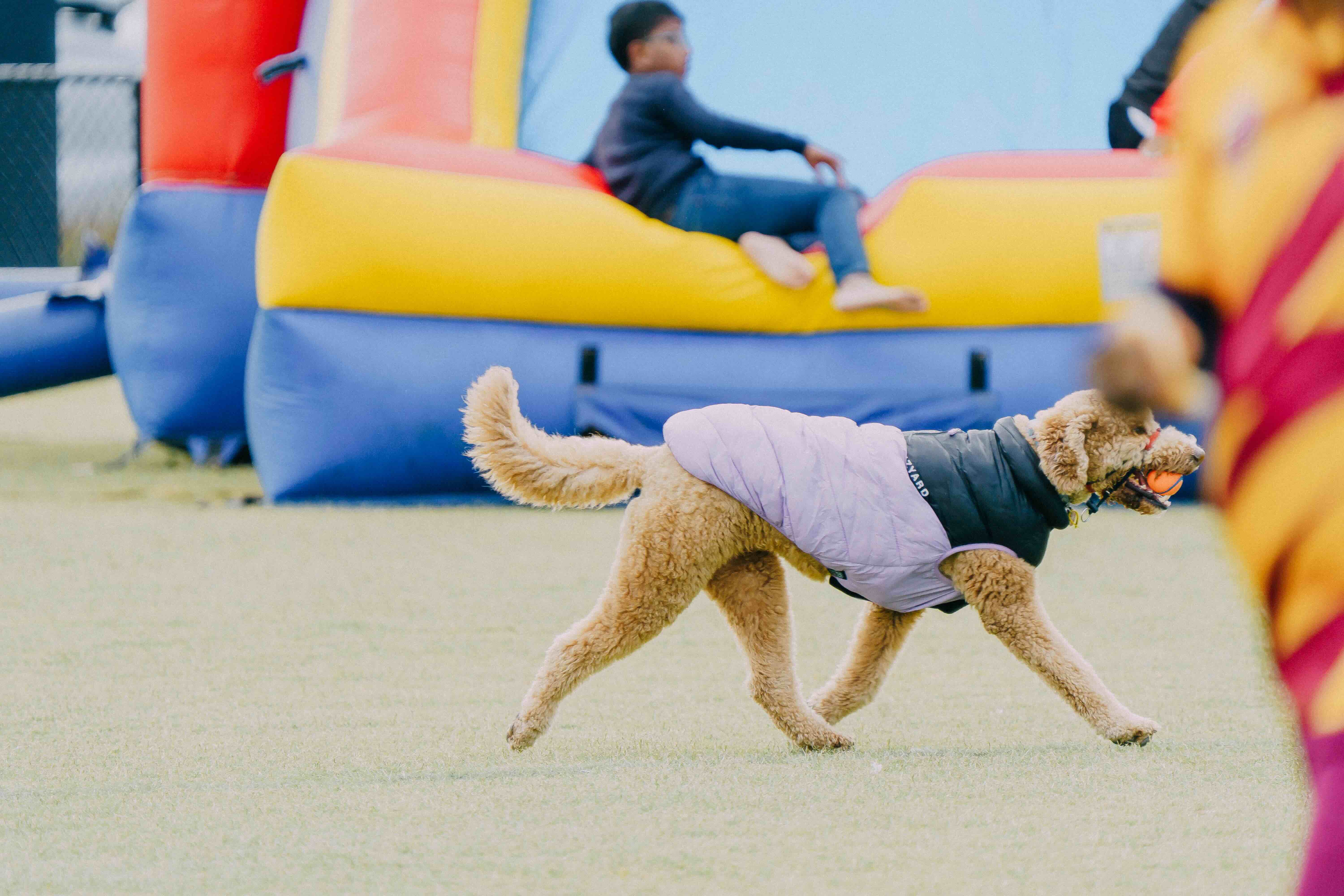 Battle of the Maroons Melbourne 2026 Photo